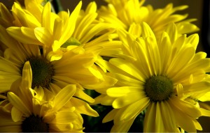 margaridas