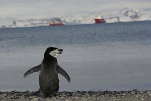 Expedicao Fuscamerica_Antartica - Foto_NAURO JUNIOR