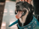 castração de animais